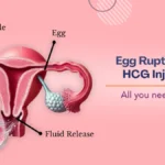 What_is_Egg_Rupture